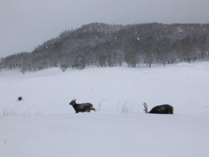 小小兵团
